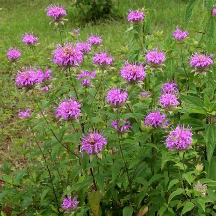 bergamot flower