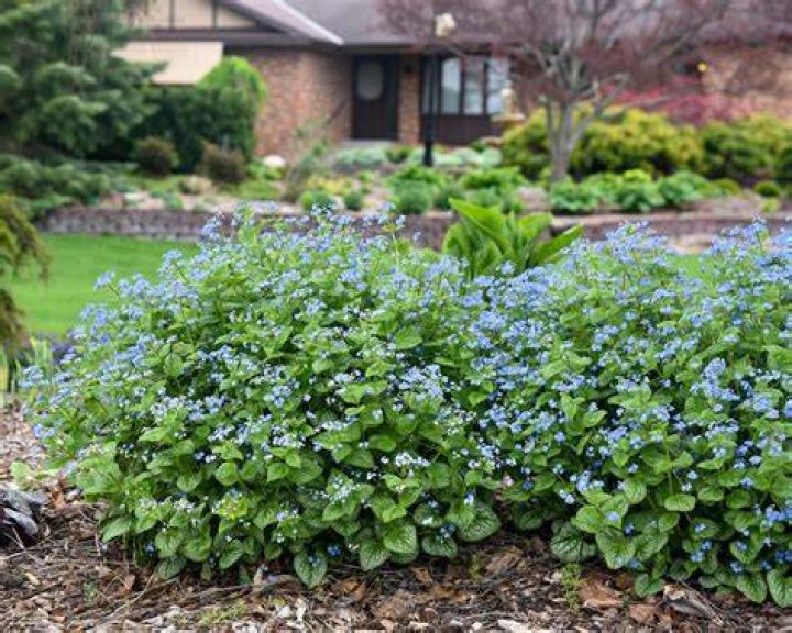 brunnera