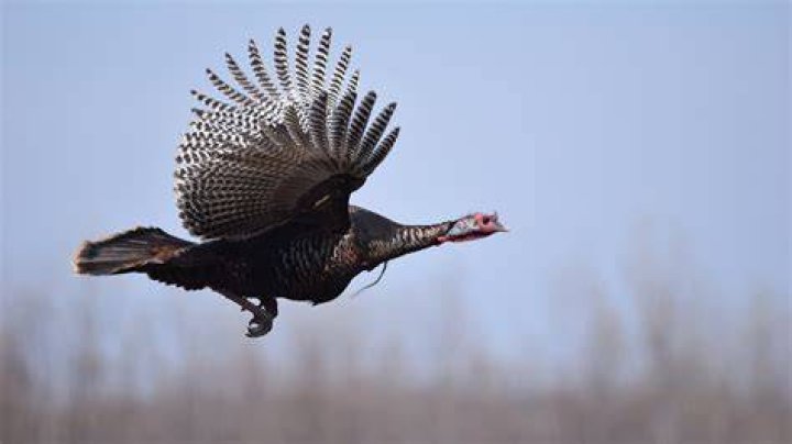 can turkeys fly