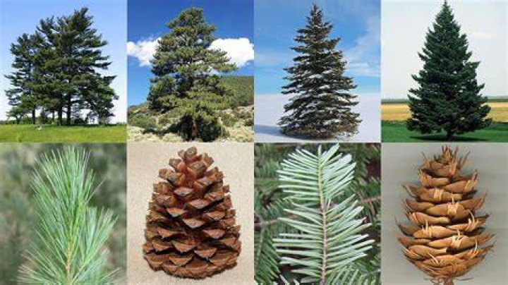 conifers
