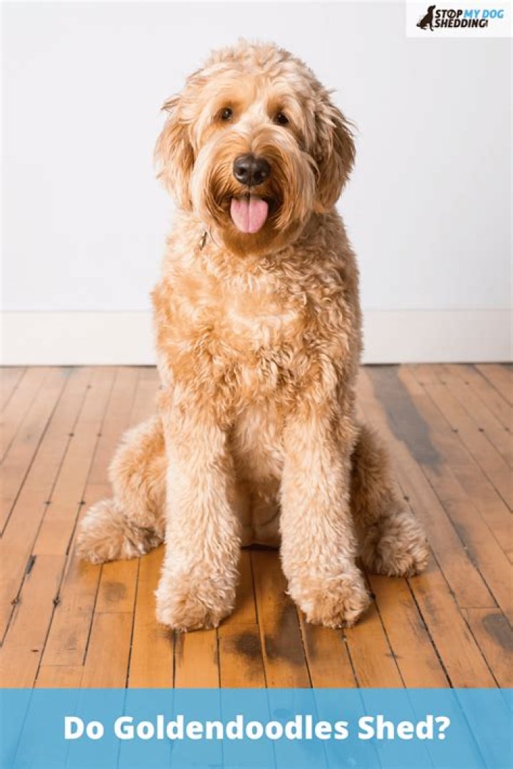 Do Goldendoodles Shed Do Goldendoodles Shed