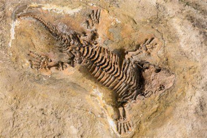 Fossil of ancient Dinosaur