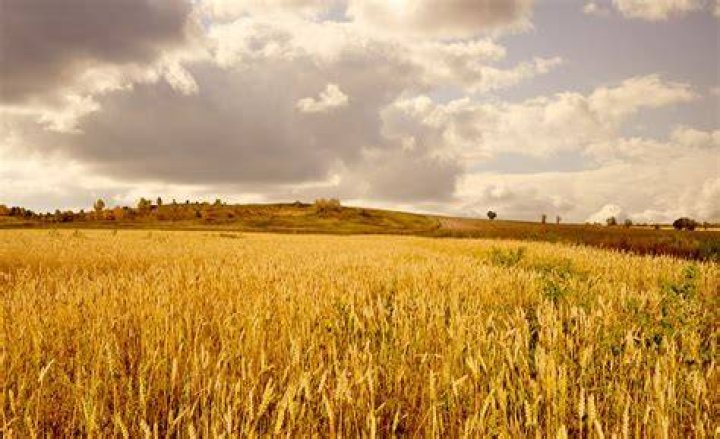 gold fields stock