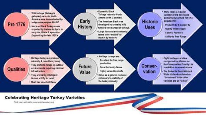 History of turkeys