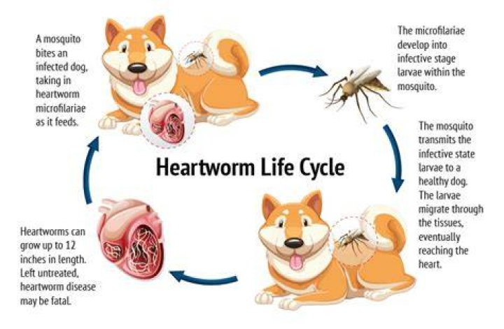 How do dogs get heartworm