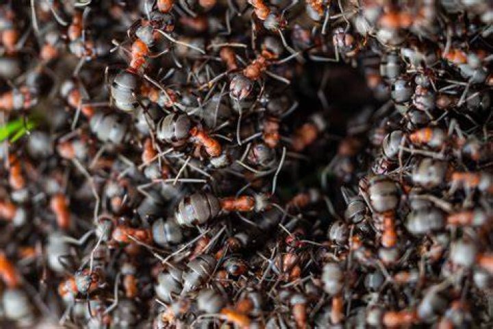 How many ants are there in the world? How many ants are there in the world?