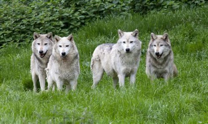 how many wolves are in a pack