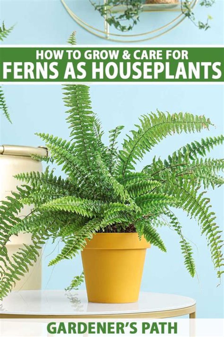 indoor fern care