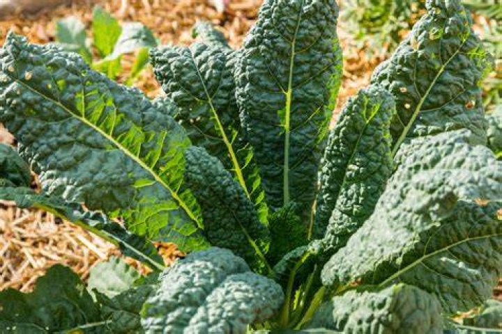 kale plant