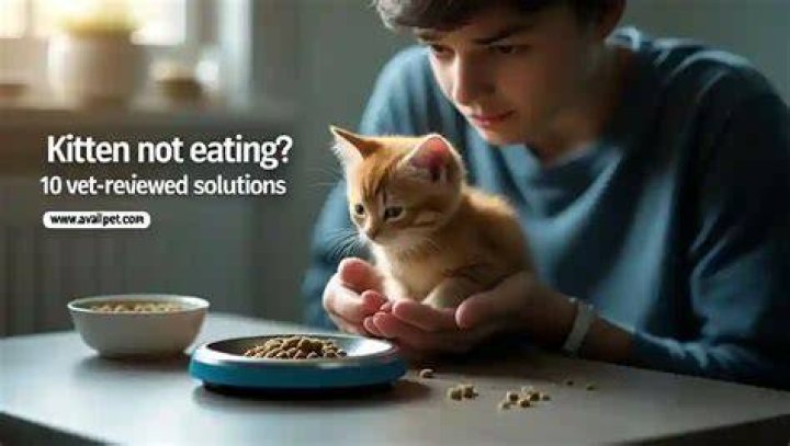 kitten not eating