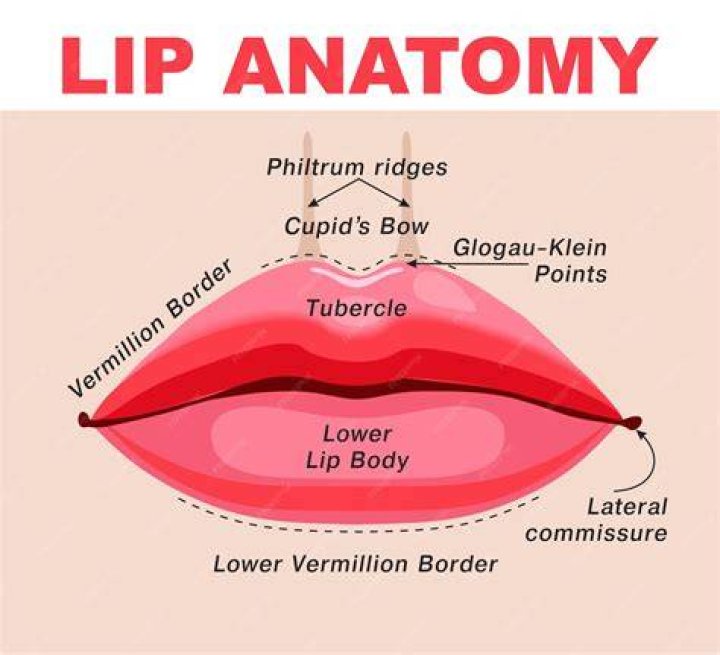 lip o medical term