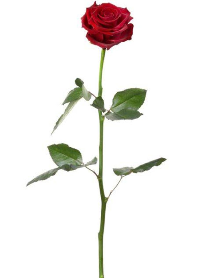 long stem roses