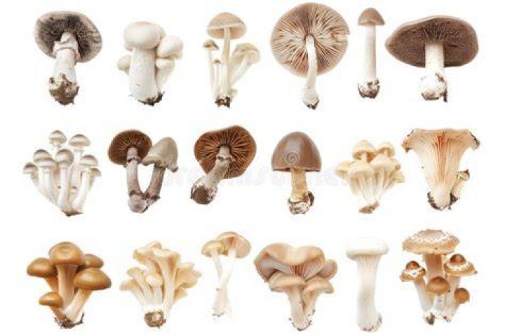 :mushroom: