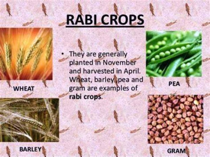 Mustard; an example of Rabi crop