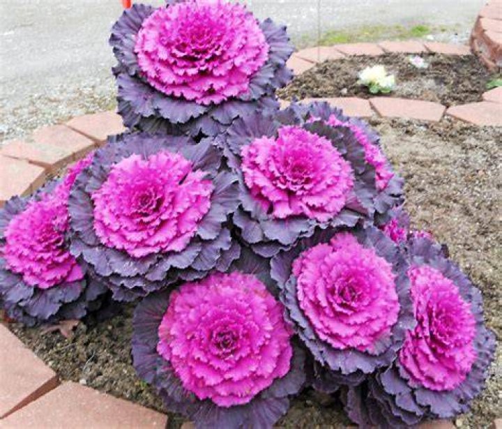 ornamental kale