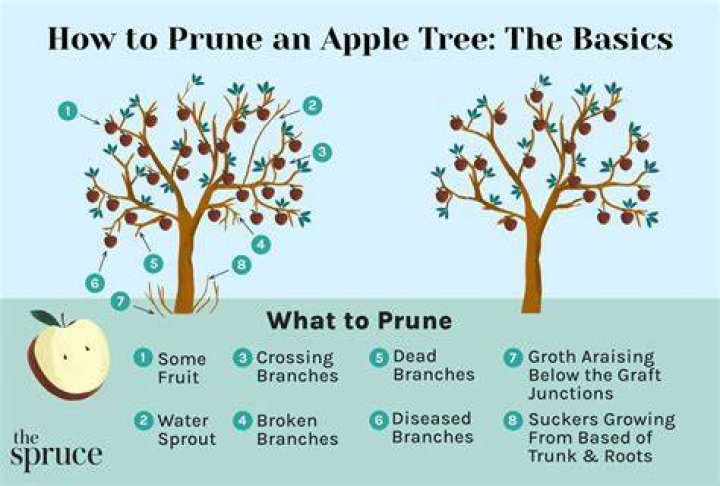 pruning apple trees
