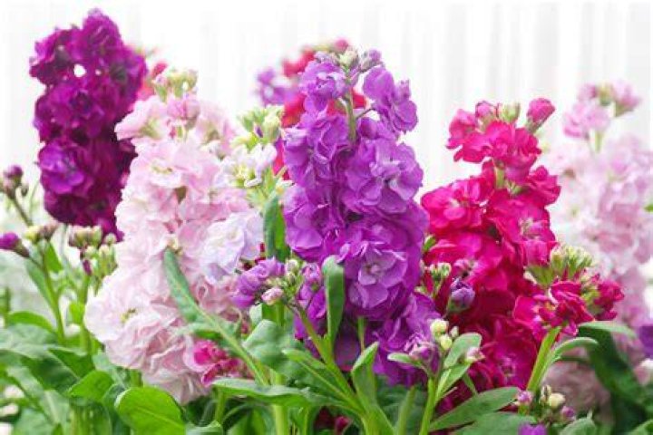 stock plant