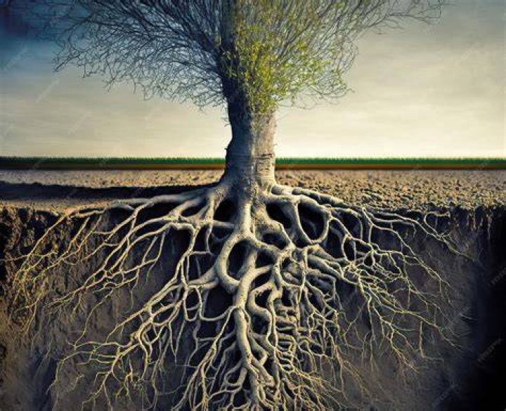 tree roots