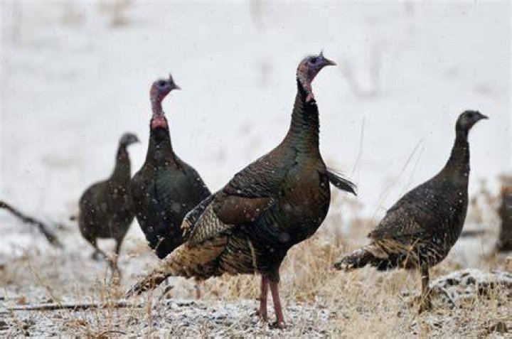Turkeys in winter