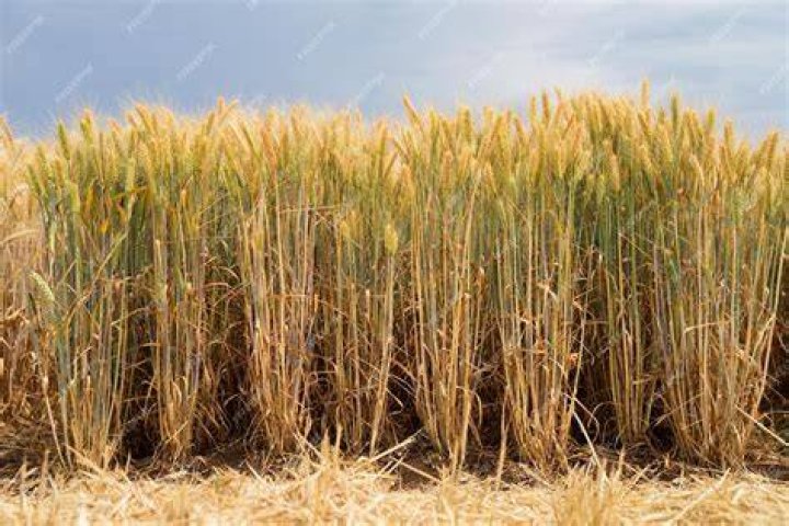 Wheat crop; ready to harvest