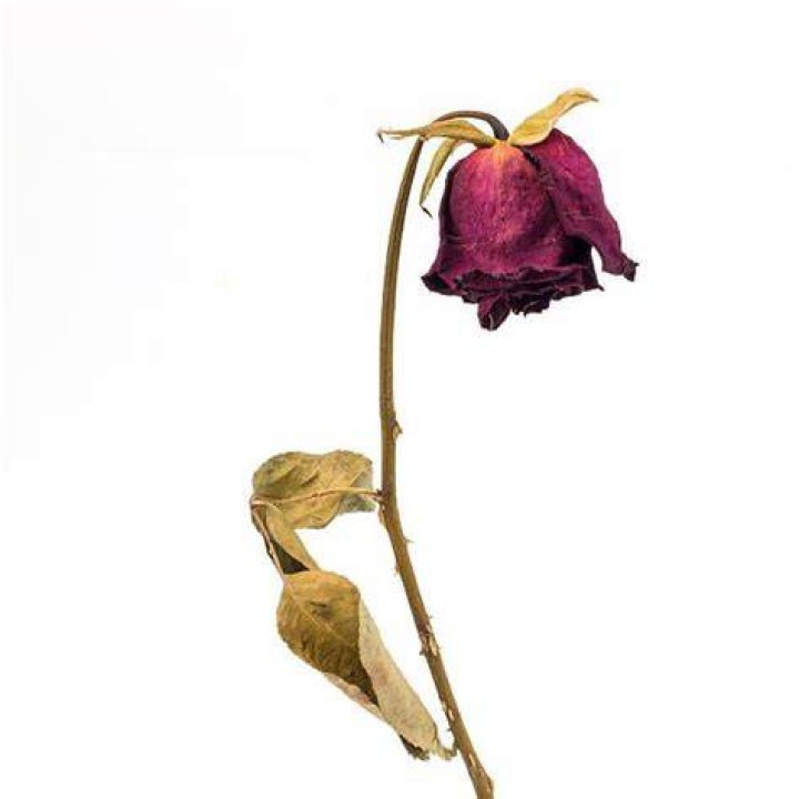 :wilted_flower: